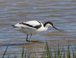 3R3A8334-DxO_Avocet.jpg