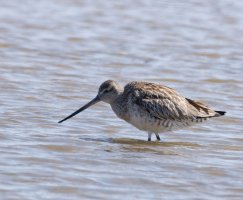 6L8A8575-DxO_Bar-tailed_godwit.jpg