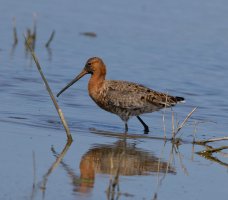 6L8A8825-DxO_Blacktailed_godwit.jpg