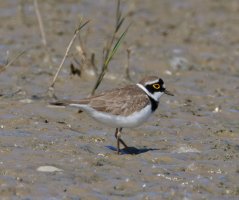 6L8A8861-DxO_Little_ringed_Plover_1120mm.jpg