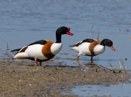 6L8A8878-DxO_Shelduck_male+female.jpg