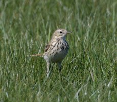 6L8A8733-DxO_Meadow_Pipit.jpg