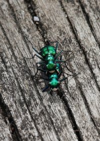 K41A2283 two front view picasa crop-topaz2-denoise-sharpen-2.JPG