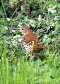 K41A1194 picasa crop-topaz2-denoise-sharpen.JPG