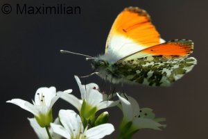 orange tip_2026_01.JPG