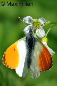 orange tip_2026_02.JPG