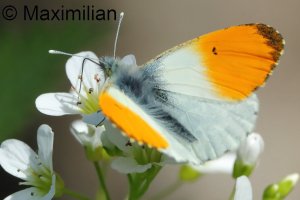 orange tip_2026_03.JPG