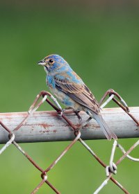 K41A2822 picasa crop-topaz2-focus ps fix.jpg