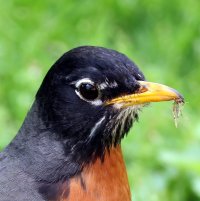 K41A1419-topaz2-denoise picasa crop 2.JPG