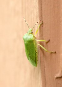 IMG_6650 picasa fix and crop-topaz2-sharpen.JPG