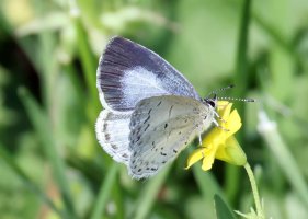 K41A8738 picasa 2 crop-topaz2-denoise-sharpen.JPG