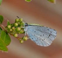 3R3A8751-DxO_Holly_blue_butterfly.jpg