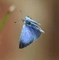 6L8A9134-DxO_Holly_blue_butterfly_flying.jpg
