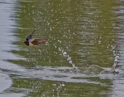 6L8A9429-DxO_Barn_Swallow_flying_exiting_cv.jpg