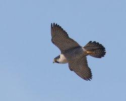 3R3A3171-DxO_Peregrine_falcon_flying.jpg