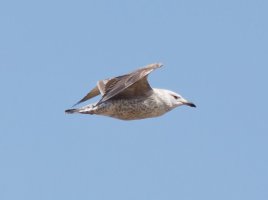 3R3A8335-DxO_Herring_gull_flying.jpg