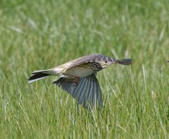 3R3A8447-DxO_meadow_pipit_flying.jpg