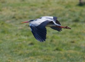 3R3A8538-DxO_Grey_heron_flying.jpg