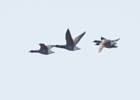 3R3A8274-DxO_Brant_Goose_flying.jpg