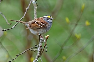 White-throated Sparrow.jpg