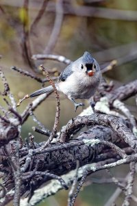 Hopping Titmouse.jpg