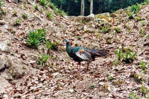 Ocellated turkey at Plaza of 7 Temples.jpg