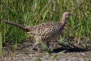6L8A9697-DxO_Female_Ringnecked_Pheasant.jpg