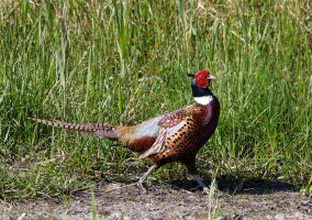 6L8A9707-DxO_Male_Ringnecked_Pheasant.jpg