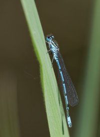 6L8A0286-DxO_Azure_Damselfly.jpg