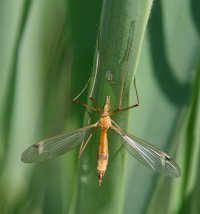 tipula_Lunata.jpg