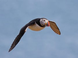 3R3A9281-DxO_Puffin_flying-ls-ttssh.jpg