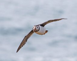 3R3A9379-DxO_Puffin_flying-ls-tssh.jpg