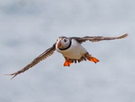 3R3A9430-DxO_Puffin_flying-ls-tssh.jpg