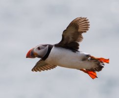 3R3A9793-DxO_Puffin_flying-ls-ts.jpeg