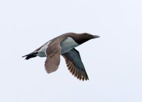 3R3A9854-DxO_Guillemot_flying-ls-tssh.jpg