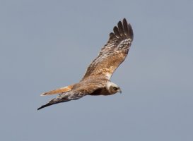 3R3A6185-DxO_marsh_harrier_flying-ls-Sm.jpg