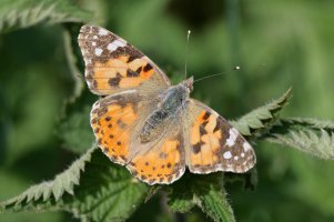 3R3A8755-DxO_painted_lady_butterfly.jpg