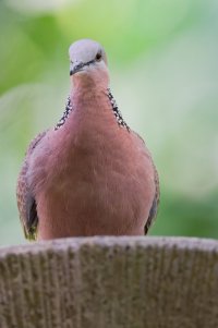 DSC_4225_DxO.jpg