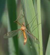 3R3A8779-DxO_Tipula_lunata.jpg