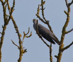 6L8A0308-DxO_Cuckoo.jpg