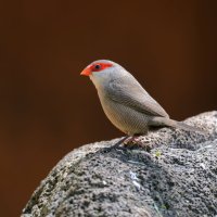 DSC_4294_DxO.jpg