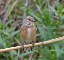 6L8A0624-DxO_Linnet.jpg