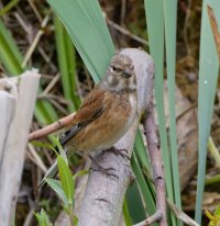 6L8A0636-DxO_Linnet.jpg