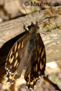 speckled_wood_2026_02.JPG