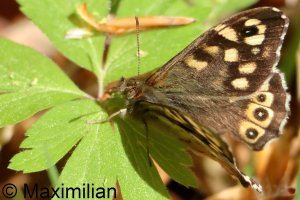 speckled_wood_2026_03.JPG