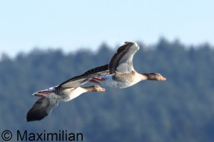goose_grey_2026_01.JPG