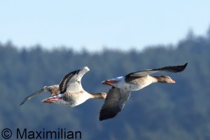 goose_grey_2026_02.JPG