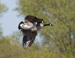 6L8A9069-DxO_Canada_Geese_flying_synchronised.jpg