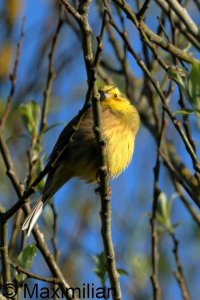 yellowhammer_2026_01.JPG