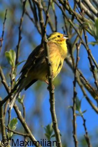 yellowhammer_2026_02.JPG